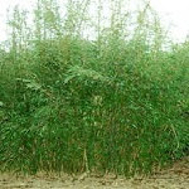 Fargesia denudata, clumping live bamboo plant, cold hardy to 10f. image 3