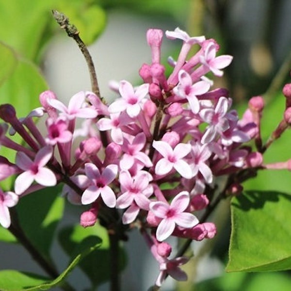 Josee Lilac (Syringa) Live Plant