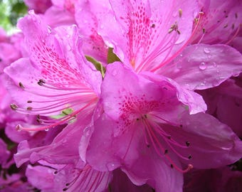 Op de afbeelding: Close-up van levendige roze azaleabloemen met waterdruppels. De bloemblaadjes vertonen een gespikkeld patroon en delicate meeldraden. De afbeelding legt de schoonheid van de bloeiende bloemen vast en toont hun ingewikkelde details en natuurlijke elegantie.