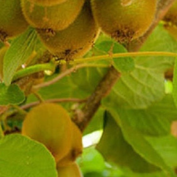 Female Kiwi  'Vincent', Actinidia deliciosa  'Vincent', Cold Hardy Fruit For Your Home And Garden