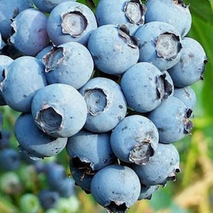 Duke Blueberry Live Potted Plant