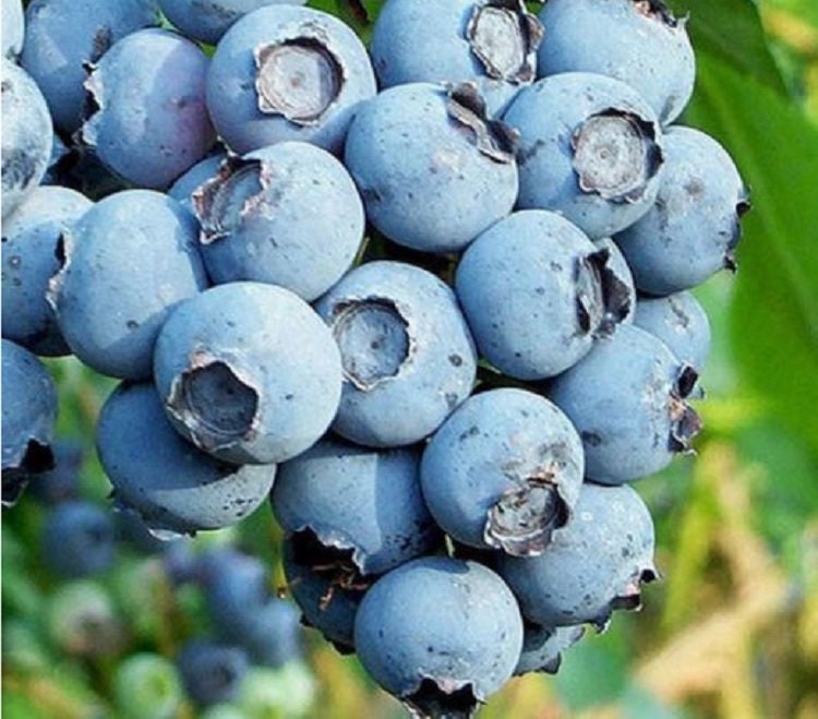 Powder Blue Blueberry