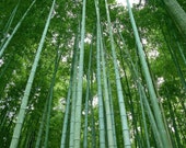 Phyllostachys nigra 39 Henon 39 , Live Giant Timber Bamboo Plant.