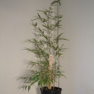 Box of 5 Fargesia Rufa, live, cold hardy nonrunning, clumping bamboo plant grown in number 1 size container. image 6