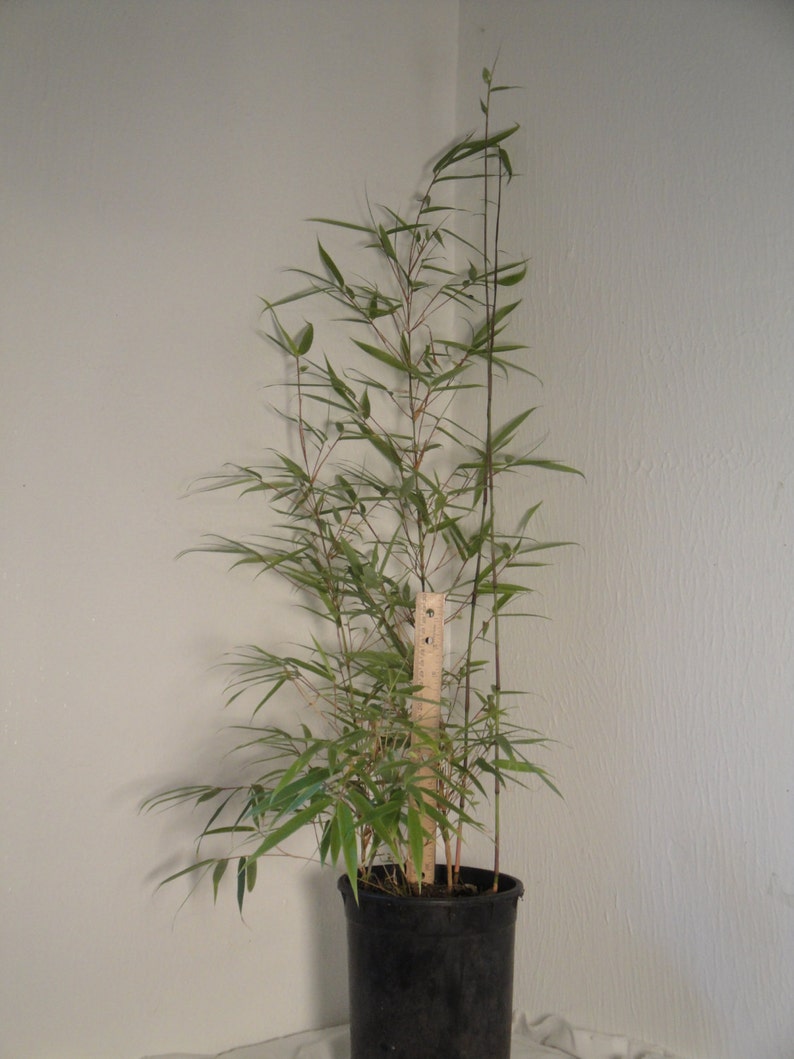 Box of 5 Fargesia Rufa, live, cold hardy nonrunning, clumping bamboo plant grown in number 1 size container. image 6