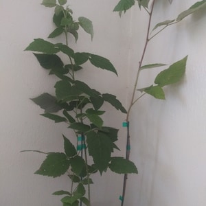 Op de afbeelding: Twee gepotte frambozenplanten met groene bladeren. De planten groeien in zwarte potten en zijn vastgebonden aan stokken met groene tape.