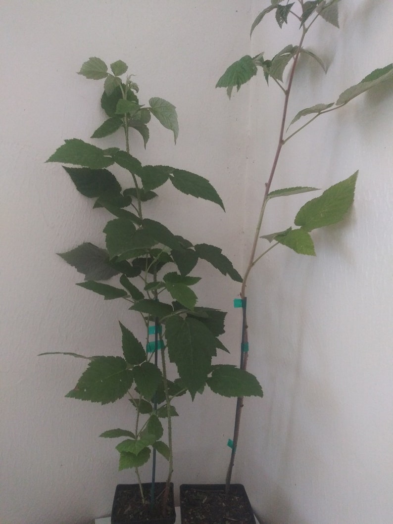 Op de afbeelding: Twee gepotte frambozenplanten met groene bladeren. De planten groeien in zwarte potten en zijn vastgebonden aan stokken met groene tape.
