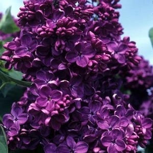 May include: Close-up of a cluster of deep purple lilac flowers in full bloom. The flowers have a delicate, layered appearance with small, individual petals. Green leaves provide a contrasting backdrop. The image captures the beauty of spring.