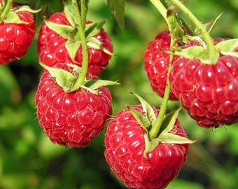 May include: Close-up of a cluster of ripe red raspberries hanging from a green vine. The raspberries are plump and juicy, with a glossy sheen.