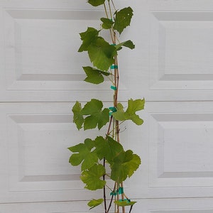 Vanessa live potted seedless grape plant. image 5