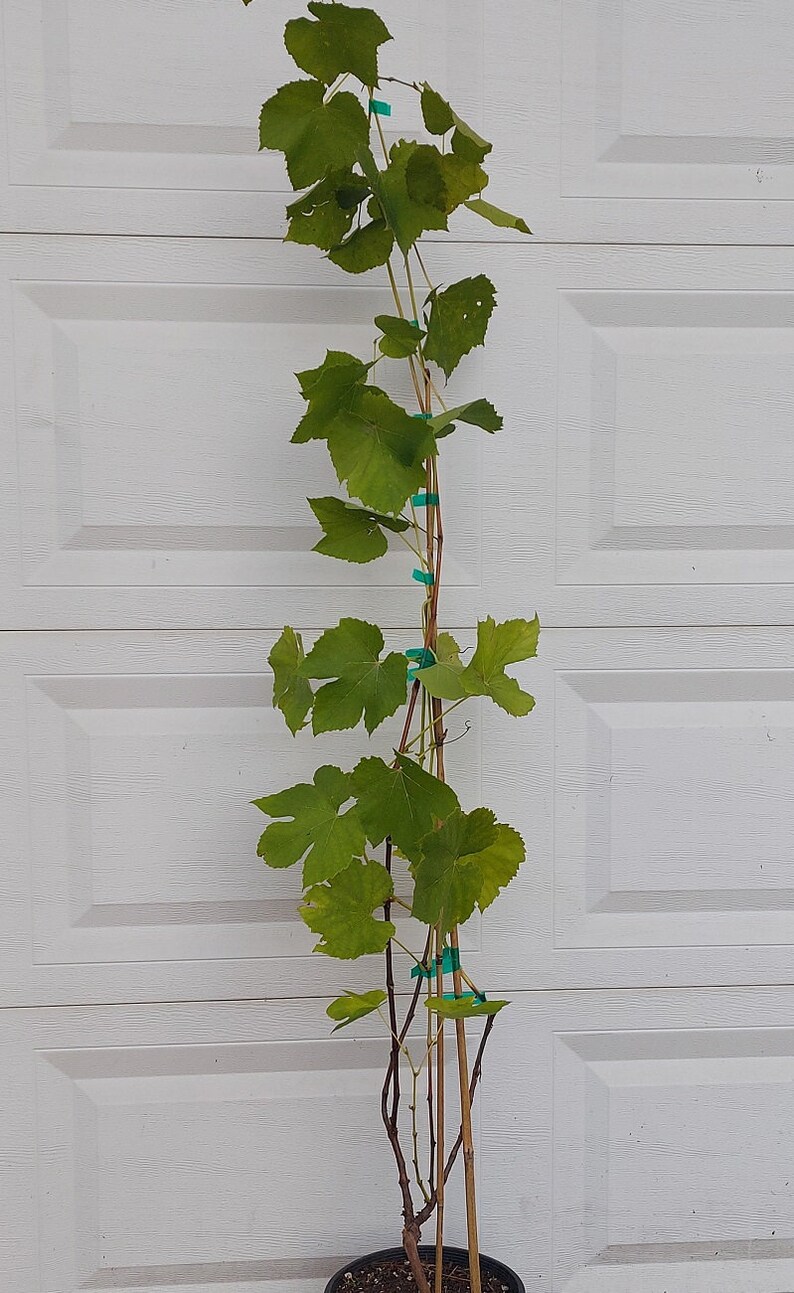 Vanessa live potted seedless grape plant. image 5