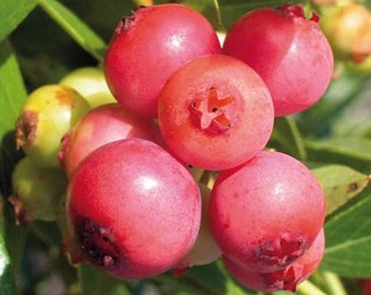 Pink Lemonade Blueberry,  live potted blueberry plant, 2 years old.