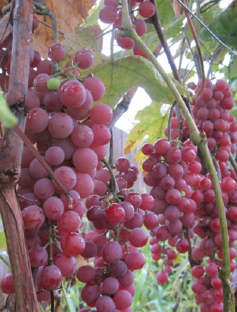 Vanessa live potted seedless grape plant. image 1