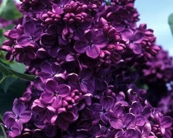 Monge French Lilac (Syringa) Live Plant Cold Hardy