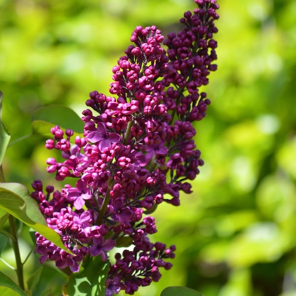 Adelaide Dunbar French Lilac (Syringa) Live Plant