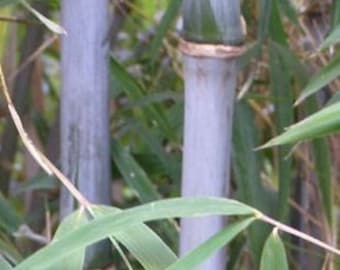 Chinese blue cane bamboo, Bashania fargesia, Wind Break bamboo plant.