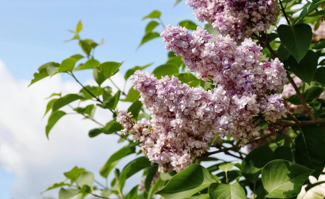 French Lilac Plant Live - Sweetheart Syringa - Cold Hardy Purple Flowering Shrub - Zone 3-7 Garden Bush - Three 4" Size Containers
