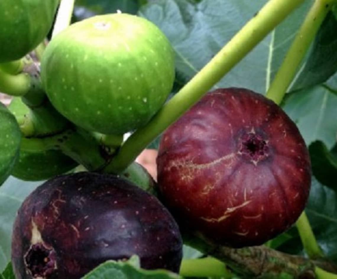 Texas Everbearing Fig Cold Hardy Fig. Dark Purple Fruit With Etsy