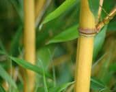 Box of 3 Giant Timber Bamboo, Chinese Golden Crookstem bamboo plants, Very Cold Hardy to -10ºf.