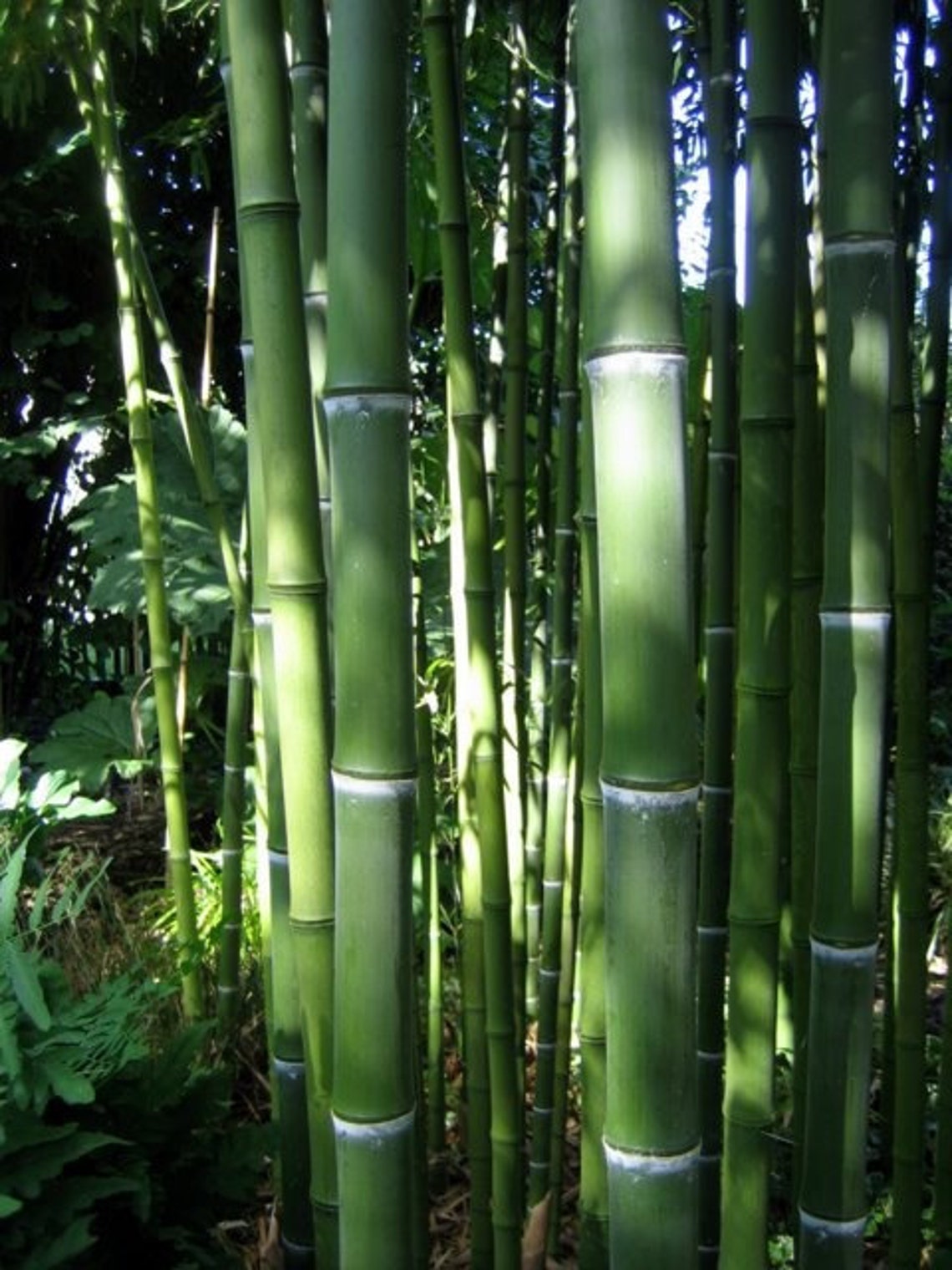 Giant timber bamboo plant Phyllostachys atrovaginata hardy to Etsy
