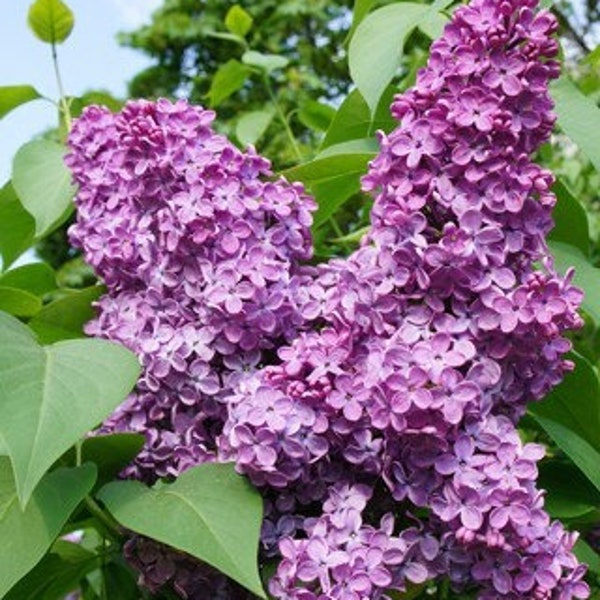 Charles Joly French Lilac (Syringa) Live Plant