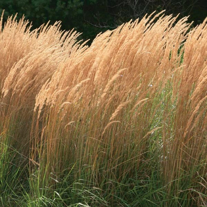 Feather Reed Grass 'Karl Foerster', Live Ornamental Grass Plant image 1