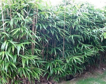 Bambusa metake Korean/Japanese arrow bamboo plant grown in a number 1 size planter, hardy hedge/screen to 0f .