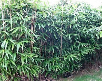 Bambusa metake Korean/Japanese arrow bamboo plant grown in a number 1 size planter, hardy hedge/screen to 0f .