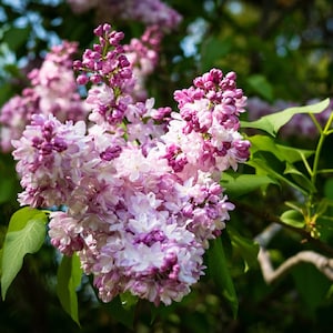 Katherine Havemeyer French Lilac (Syringa) Live Plant