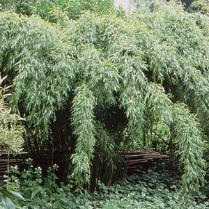 Fargesia denudata, clumping live bamboo plant, cold hardy to 10f. image 2