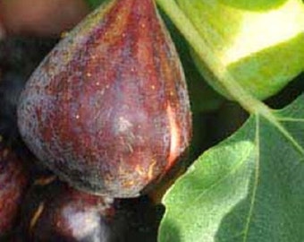 Op de afbeelding: Een rijpe vijg met een dieppaarse en roodachtige schil hangt aan een tak naast een kleinere, onrijpe groene vijg en een getextureerd groen blad. De vrucht heeft een druppelvorm met subtiele verticale strepen en een glad, mat oppervlak.