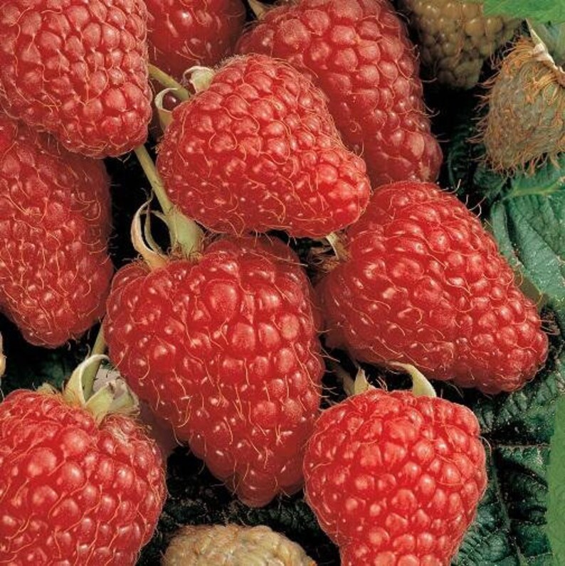 Kokanee Red Raspberry Box of 3 | Etsy