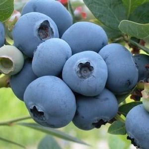 Patriot Blueberry Live Potted Plant