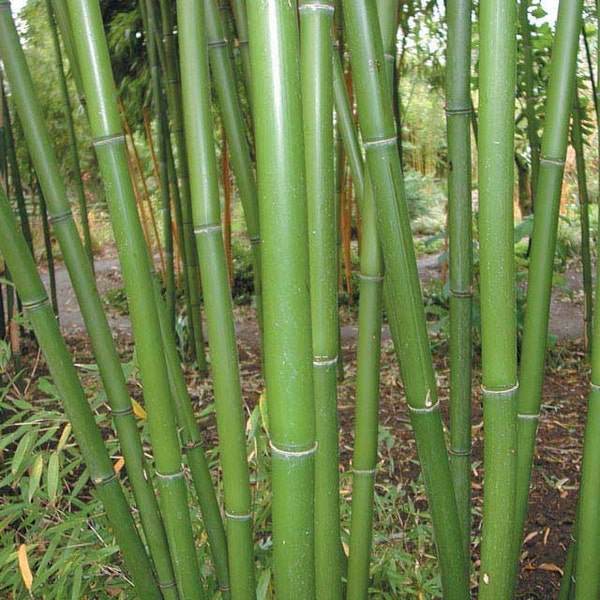 Phyllostachys rubromarginata,  giant timber Red Margin live bamboo plant, hardy to -15f.