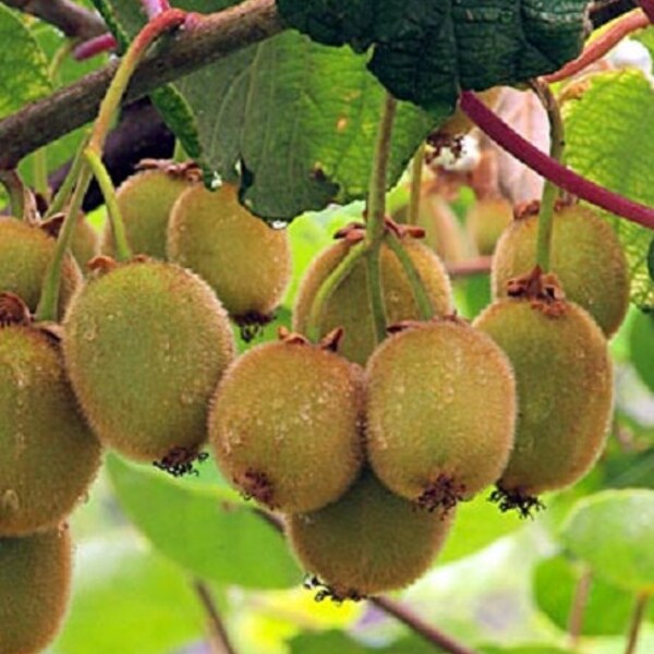 Blake Kiwi, Actinidia deliciosa ‘Blake’,  Cold Hardy Kiwi Fruit For Your Home And Garden