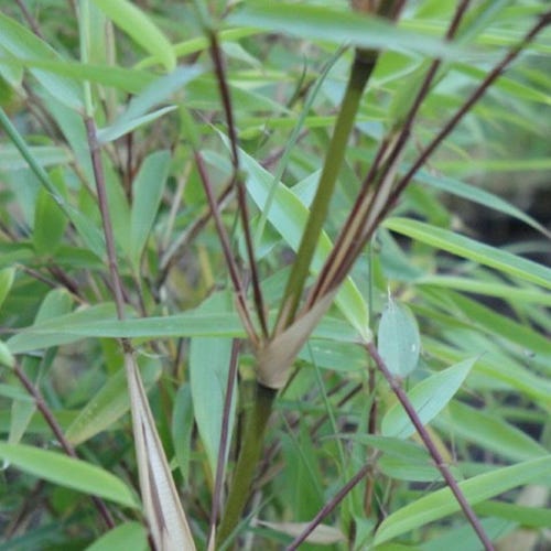 Fargesia Robusta 'wolong' Live Clumping Bamboo Plants for Hedge or Specimen  - Etsy