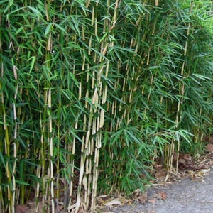 2 Fargesia Nitida 'Blue Fountain' Hardy Clumping Live Bamboo Plants For Hedge Or Specimen