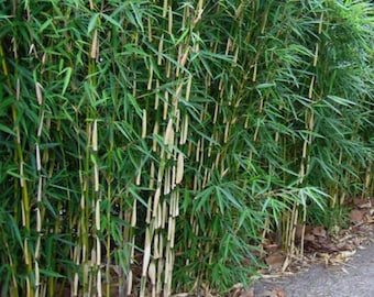 2 Fargesia Nitida 'Blue Fountain' Hardy Clumping Live Bamboo Plants For Hedge Or Specimen