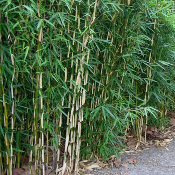 2 Fargesia Nitida 'Blue Fountain' Hardy Clumping Live Bamboo Plants For Hedge Or Specimen