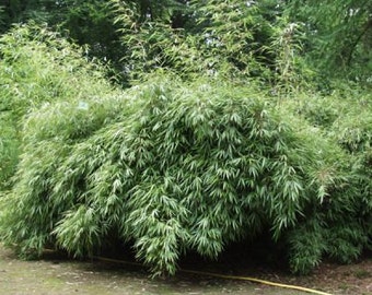 3 Fargesia Rufa Sunset Glow Clumping Bamboo Live Plants 1'-2', Non Running, Great For A Hedge Or Specimen.