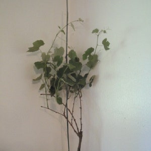 Vanessa live potted seedless grape plant. image 4