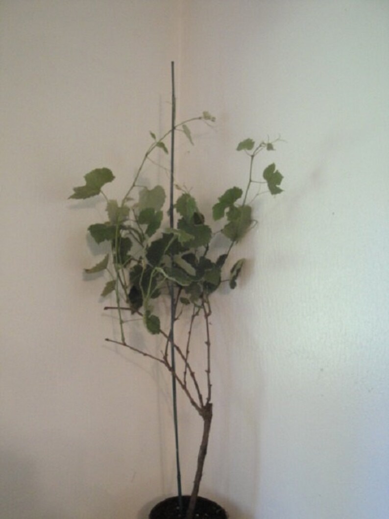 Vanessa live potted seedless grape plant. image 4