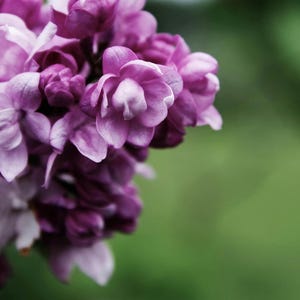 Agincourt Beauty French Lilac (Syringa) Live Plant