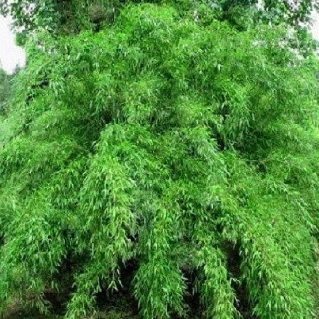 2 Fargesia Murielae, Umbrella Bamboo. Live Clumping Plant for Hedge or  Specimen. - Etsy