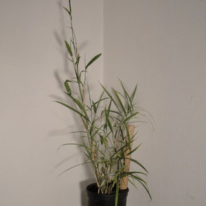 Box Of 5 Pleioblastus Simonii, Medake Bamboo, 1 Size Live Plant image 4