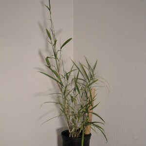 May include: A vibrant green bamboo plant, potted in a black plastic container, stands tall against a stark white wall. The plant's slender stalks reach upwards, showcasing its lush, healthy foliage. The leaves are long and narrow, exhibiting a bright, fresh green hue. The plant is presented in a simple, yet elegant, black pot, which provides a striking contrast to the plant's vibrant green color. The overall image conveys a sense of natural beauty and tranquility.