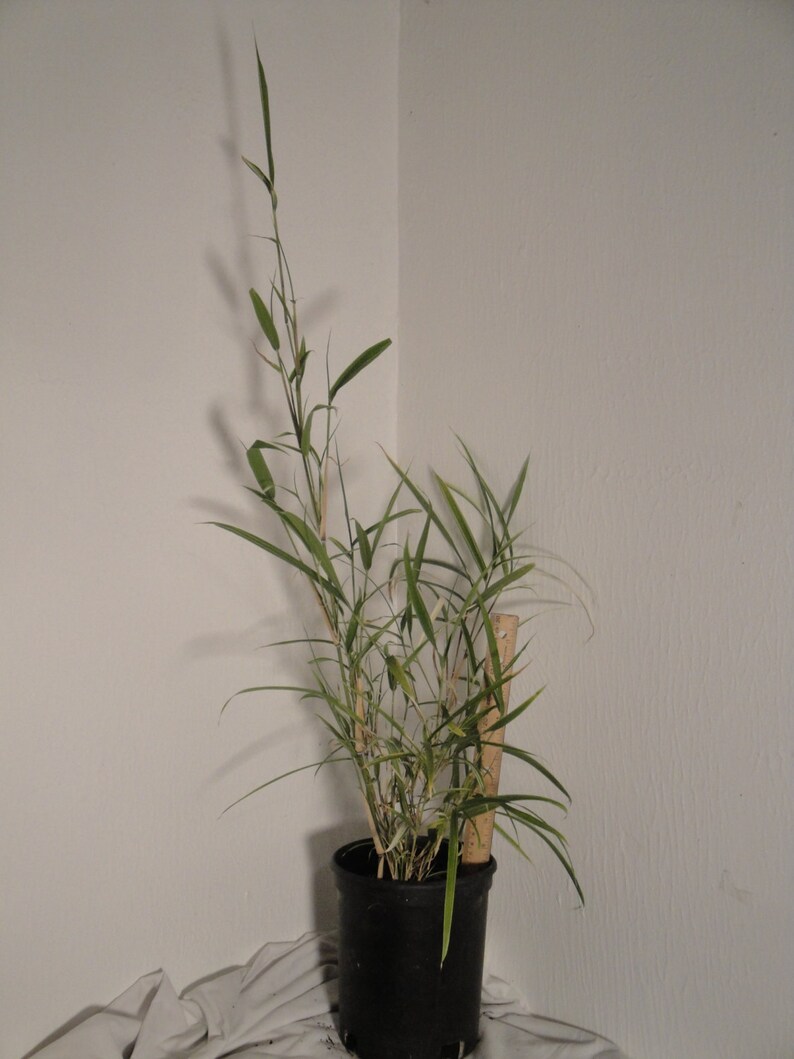 May include: A vibrant green bamboo plant, potted in a black plastic container, stands tall against a stark white wall. The plant's slender stalks reach upwards, showcasing its lush, healthy foliage. The leaves are long and narrow, exhibiting a bright, fresh green hue. The plant is presented in a simple, yet elegant, black pot, which provides a striking contrast to the plant's vibrant green color. The overall image conveys a sense of natural beauty and tranquility.