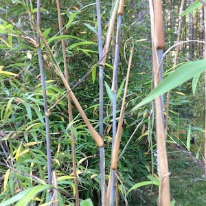 Borinda macclureana, live Tibetan clumping bamboo plant, great hedge or specimen.