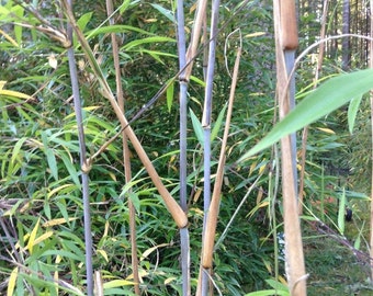 Boxof 10 Borinda macclureana, live Tibetan clumping bamboo plant, great hedge or specimen.