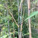 see more listings in the Clumping Bamboo section